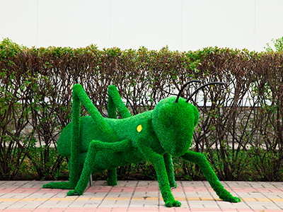 Топиари кузнечик - газон Eco