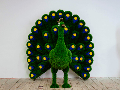 Топиари павлин Олео - газон Eco